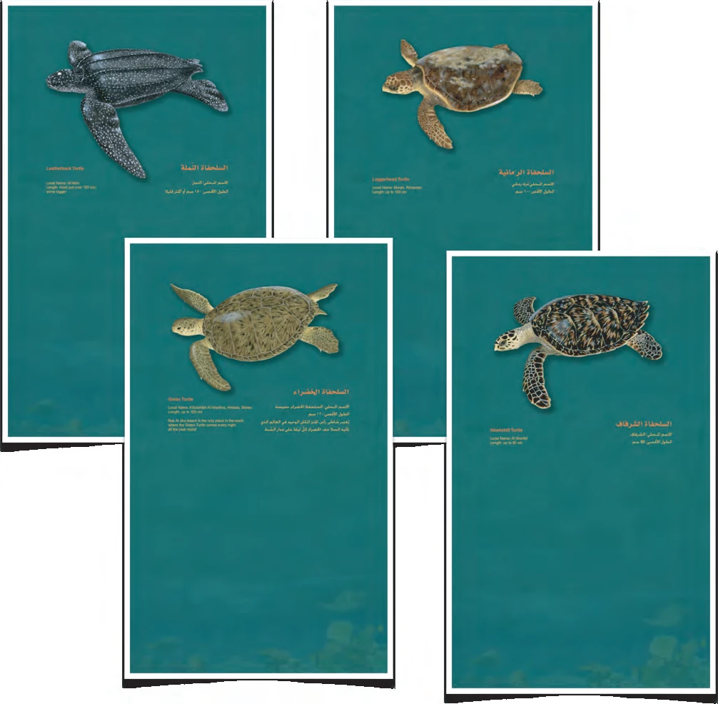 Digital art panels depicting Oman's sea turtle species