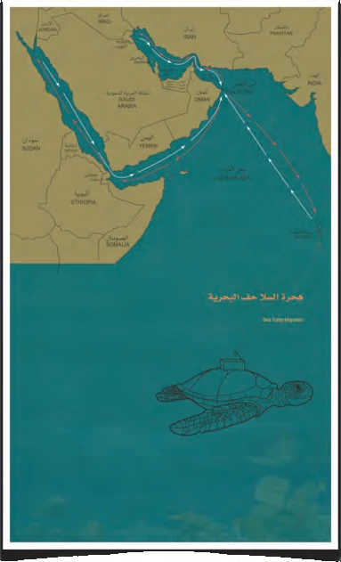 Digital art map of turtle migration routes